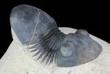Paralejurus Trilobite Fossil - Foum Zguid, Morocco #75478-1